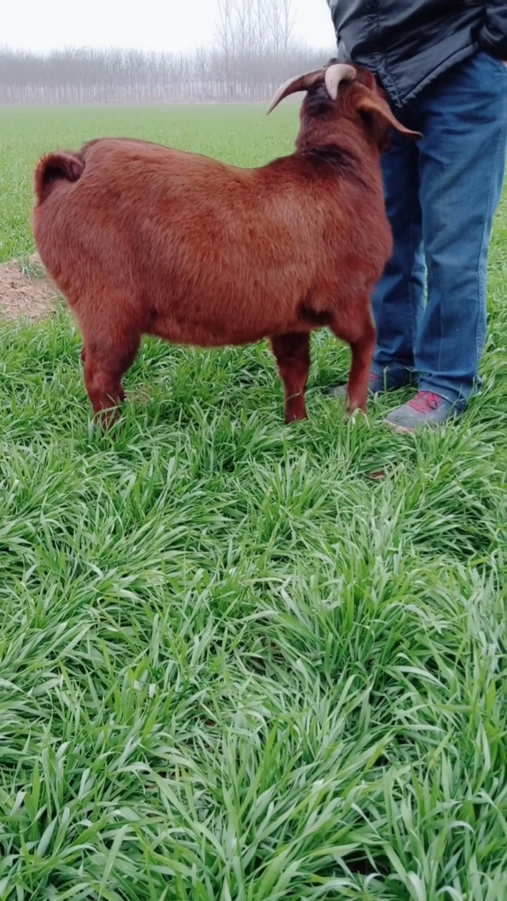 听话的小帅哥黄羊种公