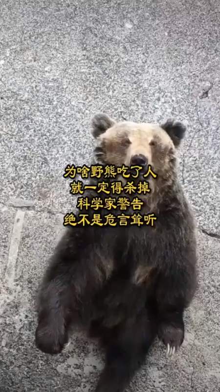 为啥野熊吃了人就一定得杀掉?科学家警告:绝不是危言耸听