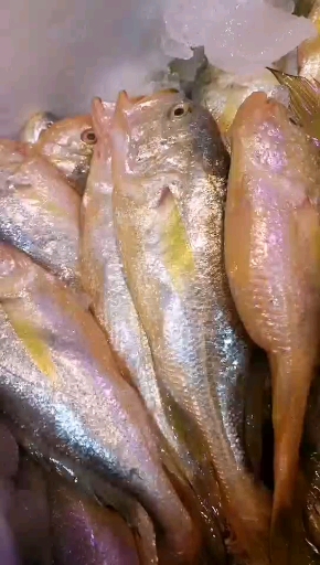 海鲜美食#精品大头子梅鱼