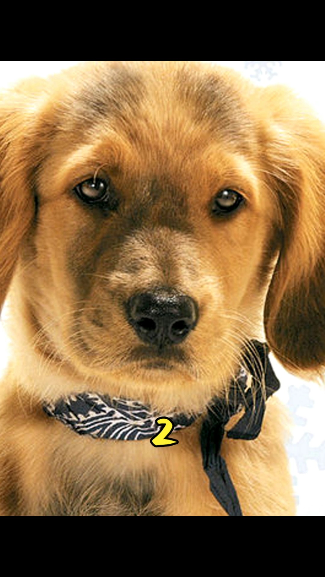 神犬巴迪系列:五只小金毛离家出走救父母历险记