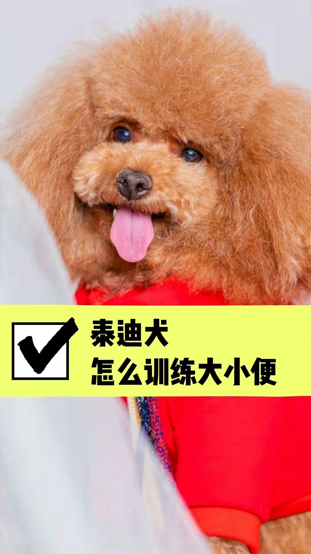 泰迪犬怎么训练大小便?聪明的泰迪,能很快学会