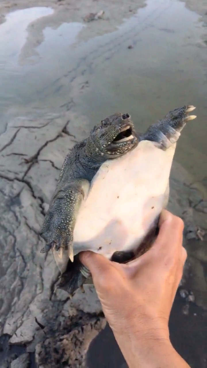 土突起来的地方靠近一看,甲鱼头一碰马上缩个洞