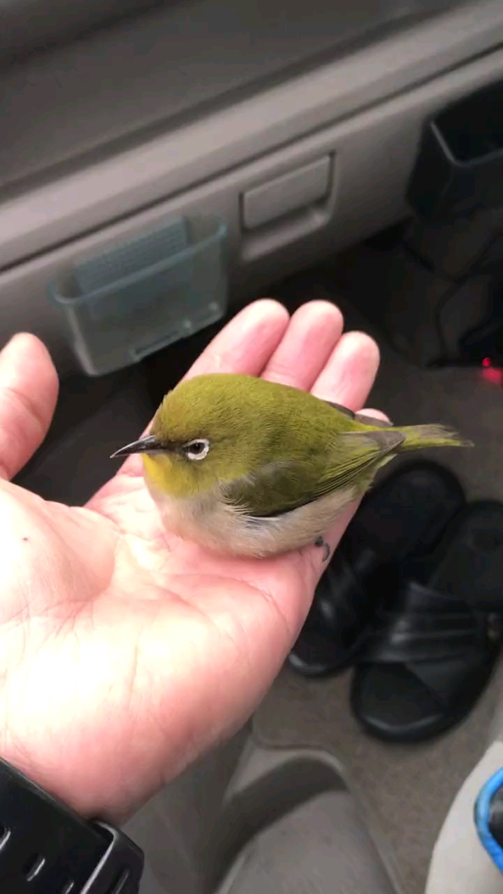 这是什么鸟啊?呆头呆脑真可爱