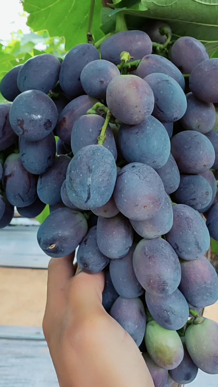 秋黑葡萄,高产品种