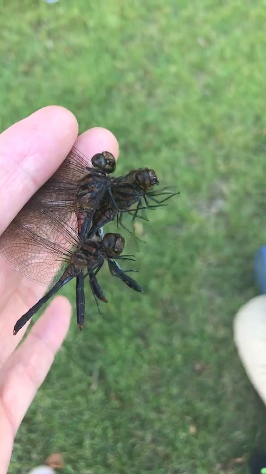 儿时的游戏二愣子蜻蜓抓住又放了