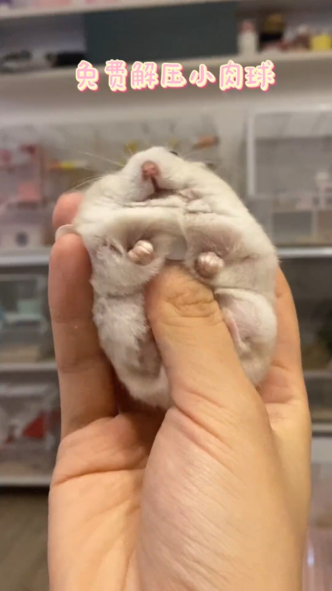 #我家萌宠成精了#来自小仓鼠的金蝉脱壳术