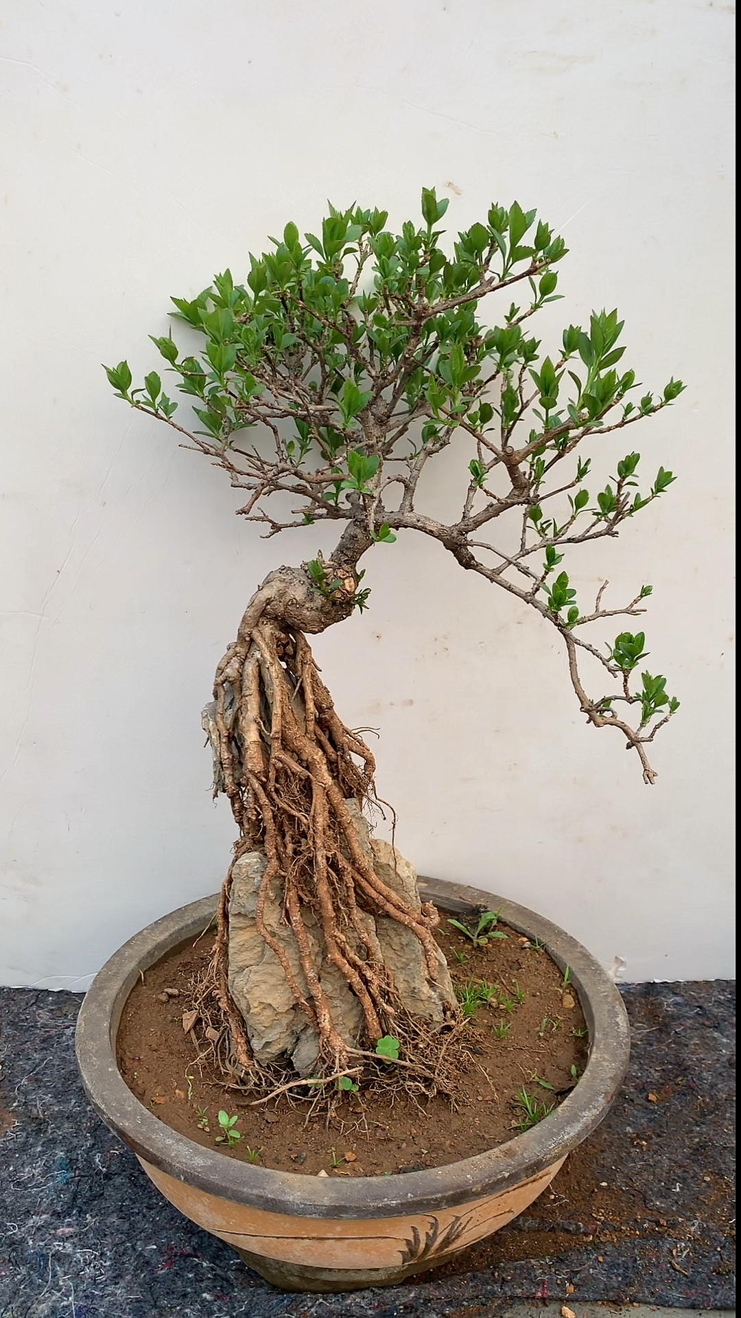 我要上热门#今天给大家分享一颗抱石的连翘.