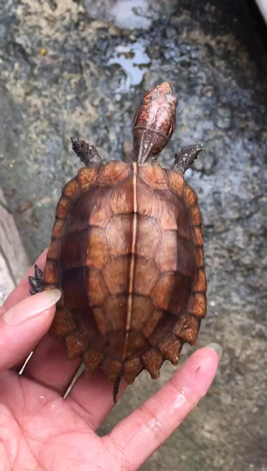 锯缘龟,背甲长17-20公分,属于半水龟.-度小视