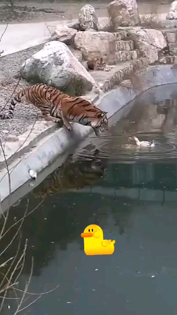 鸭子挑衅老虎