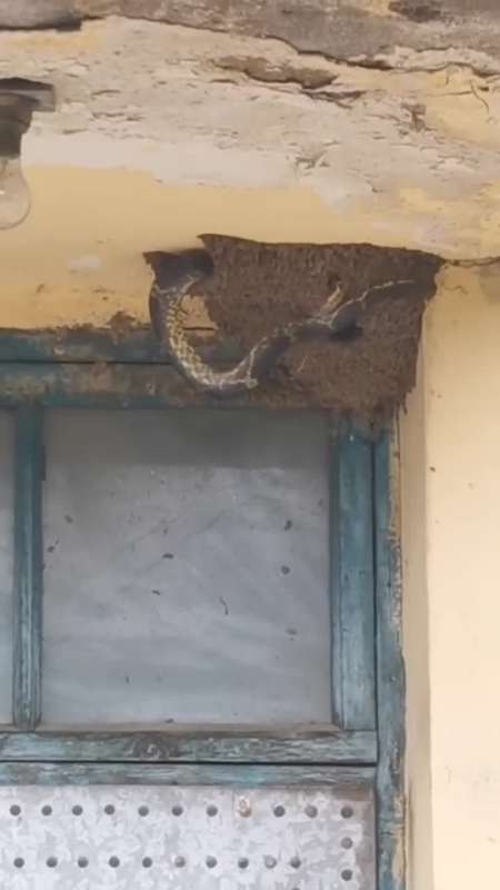 专吃燕子和燕子蛋的坏蛇,真该拿去泡酒