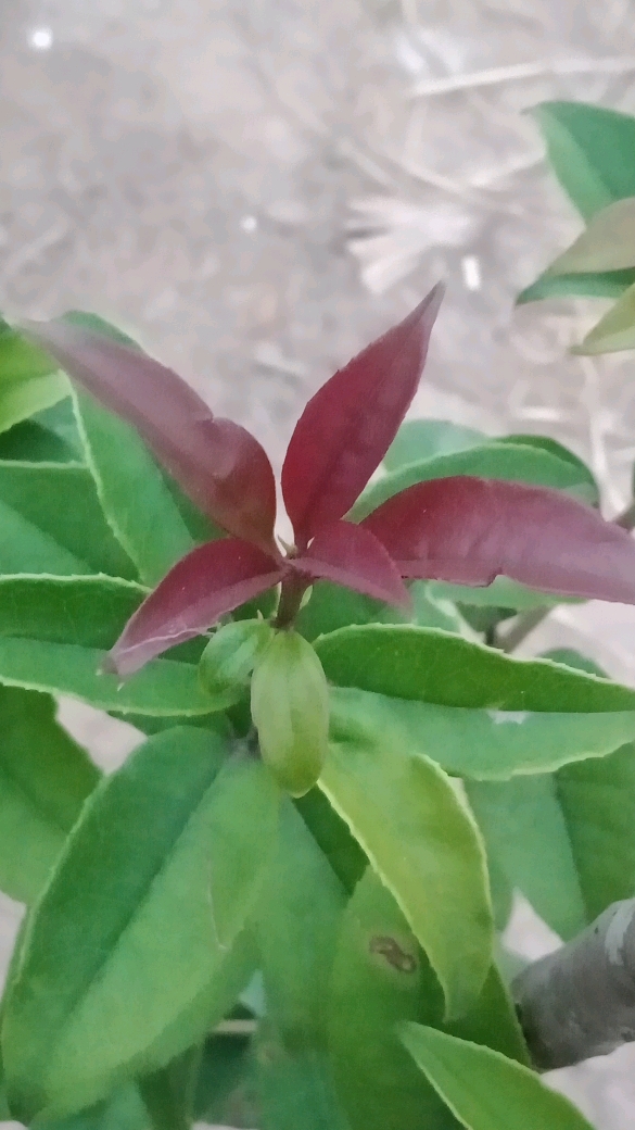 美丽新中国#美妙的桂花叶