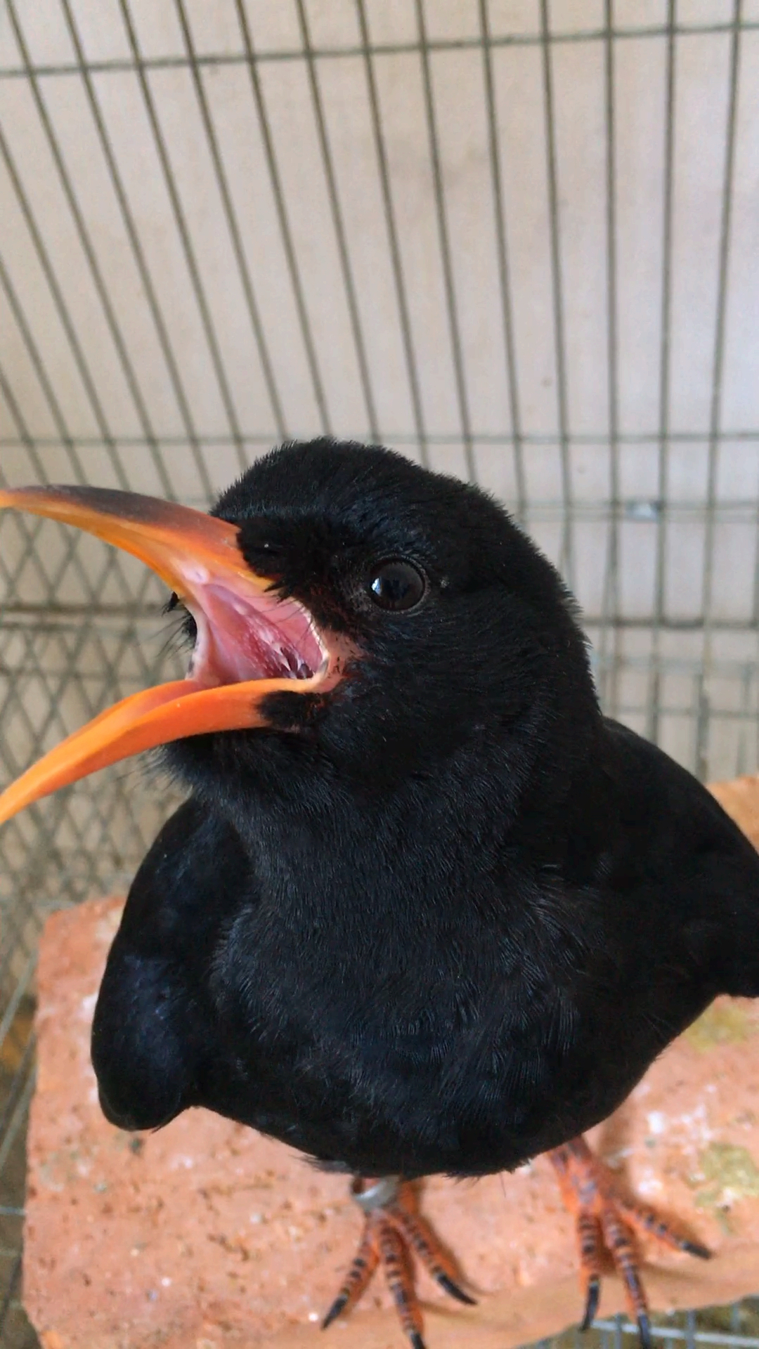 红嘴山鸦也可以说话!-度小视