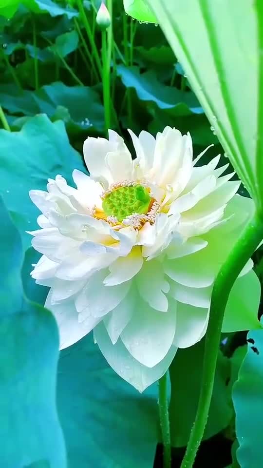 无瑕玉瓣翡翠台,娇绽问君是否美?含珠带泪伞下藏,谁与今生常相随?