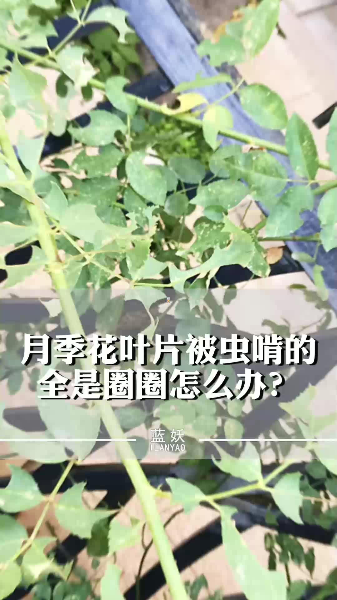 月季花生切叶蜂如何防治?一招帮你搞定