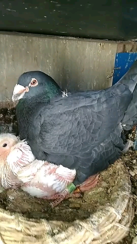 赵孟楷书#黑鸽子出来两个白鸽子,真的是搞不懂