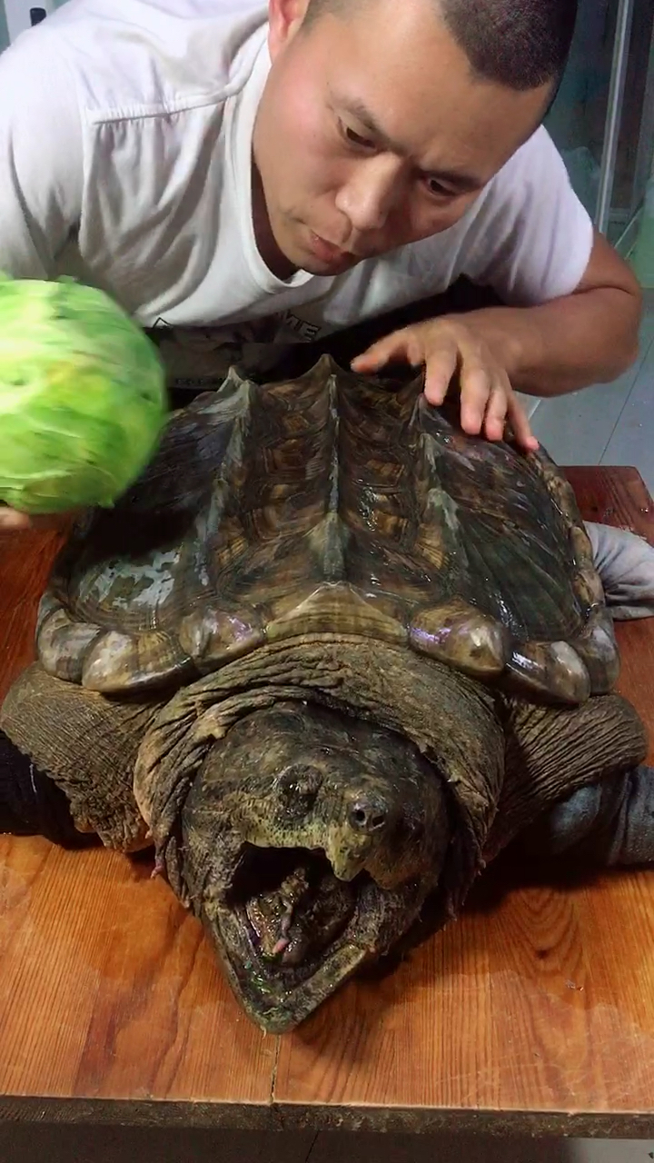 45斤北美大鳄龟挑战