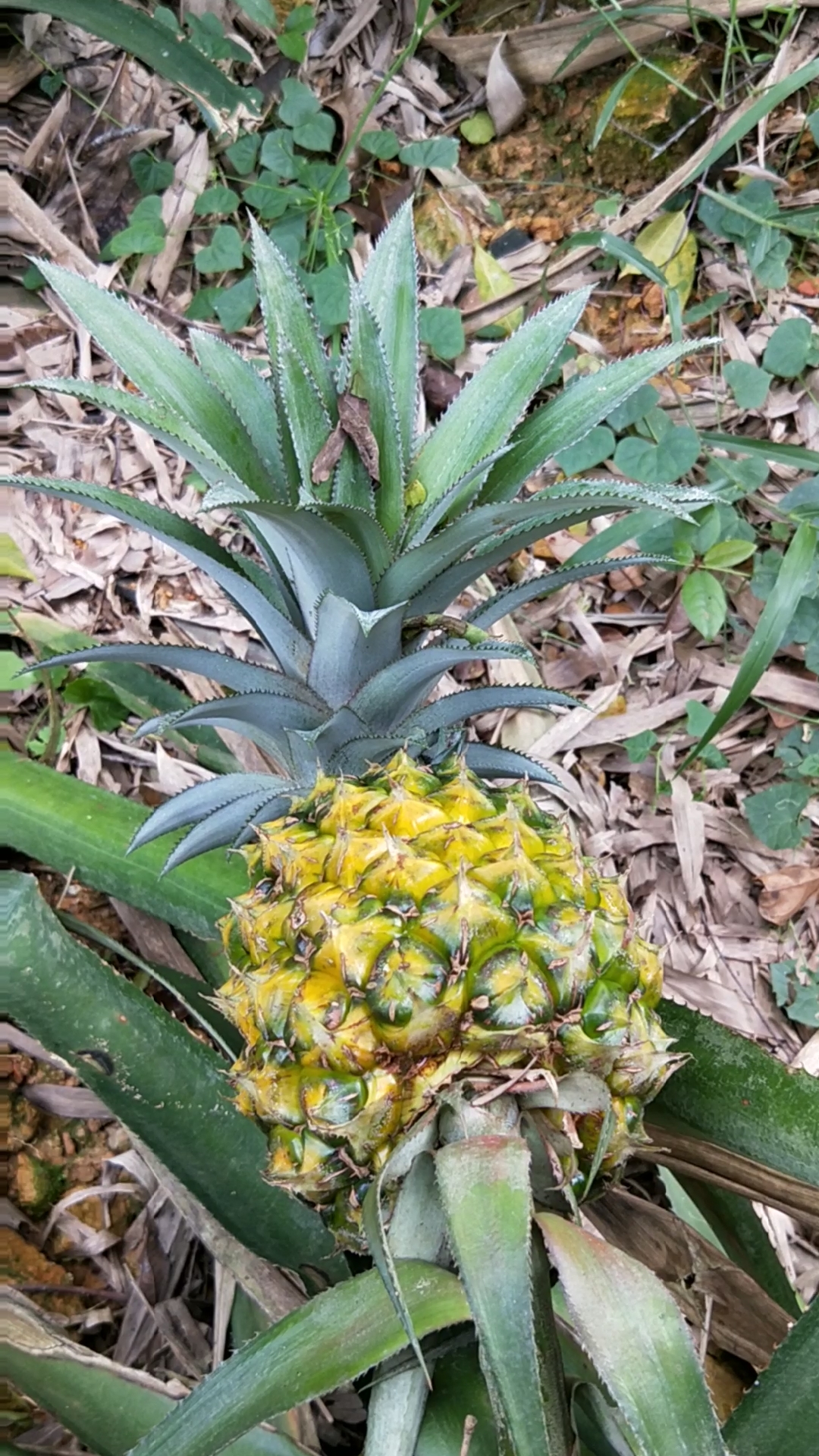 地菠萝熟了,太重了,把枝压弯了