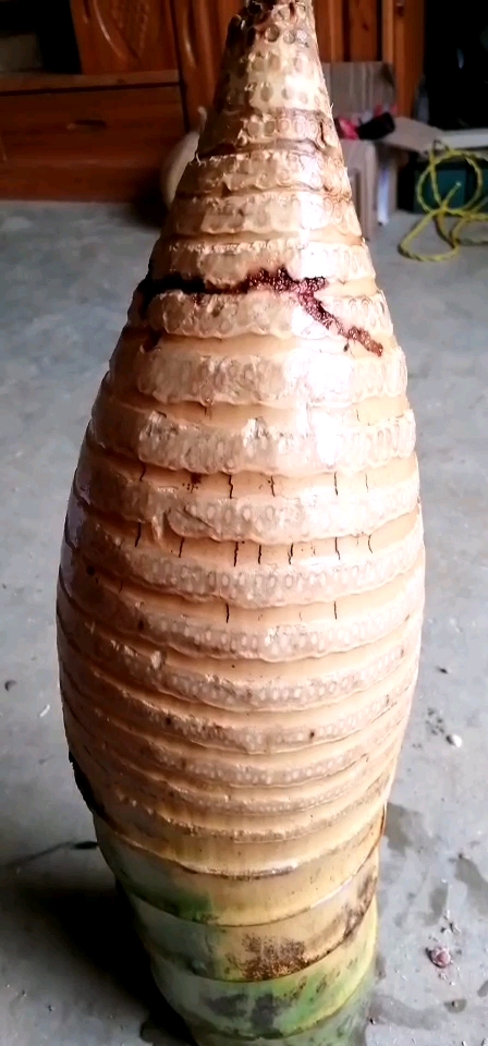 竹子小根那么大