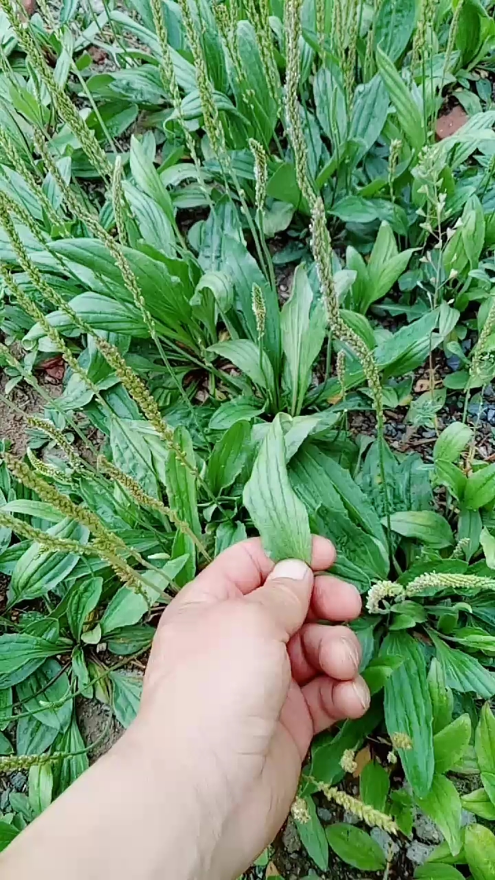 车轴草和金花菜图片