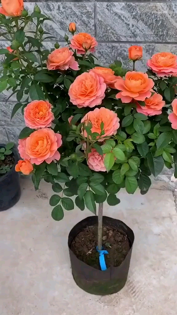 果汁阳台棒棒糖太美了