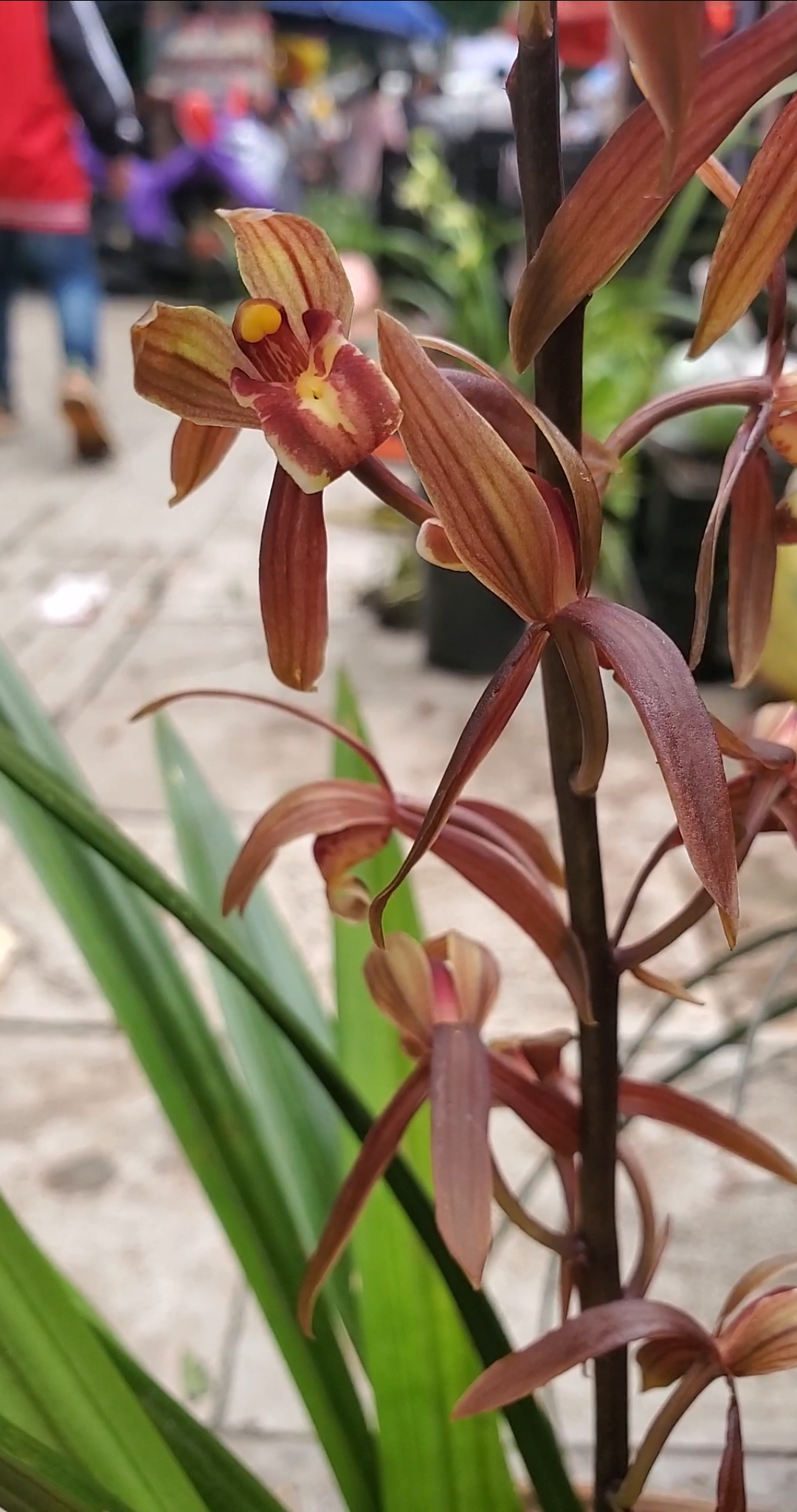 兰花#1丛漂亮的紫墨兰