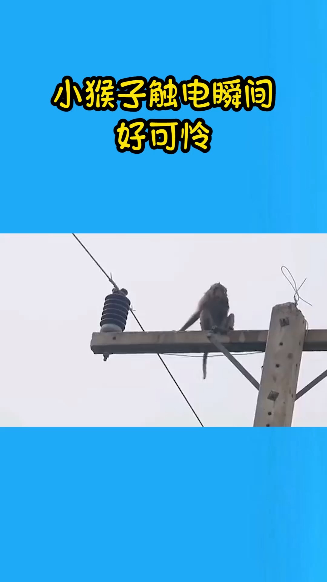我要上热门#小猴子触电瞬间,好可怜