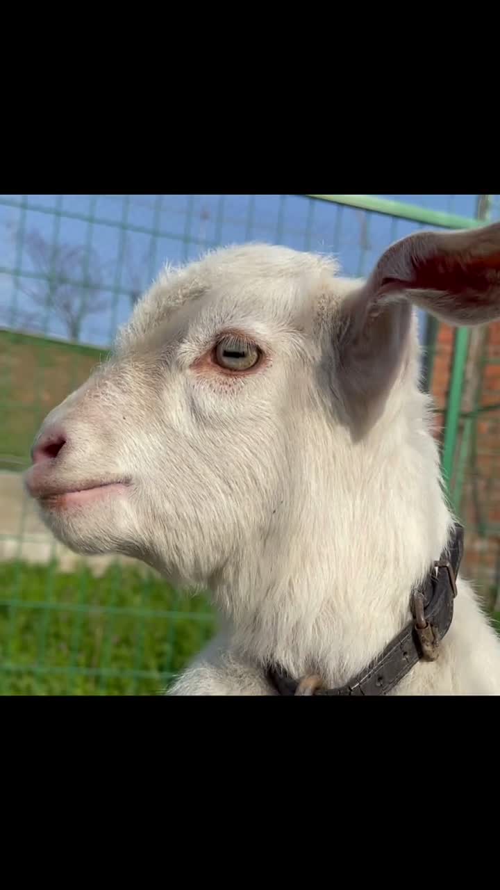 可鲁可鸭就是这么叫的