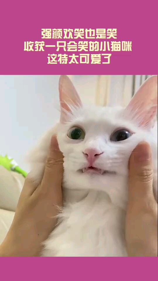 强颜欢笑也是笑收获一只会笑的小猫咪