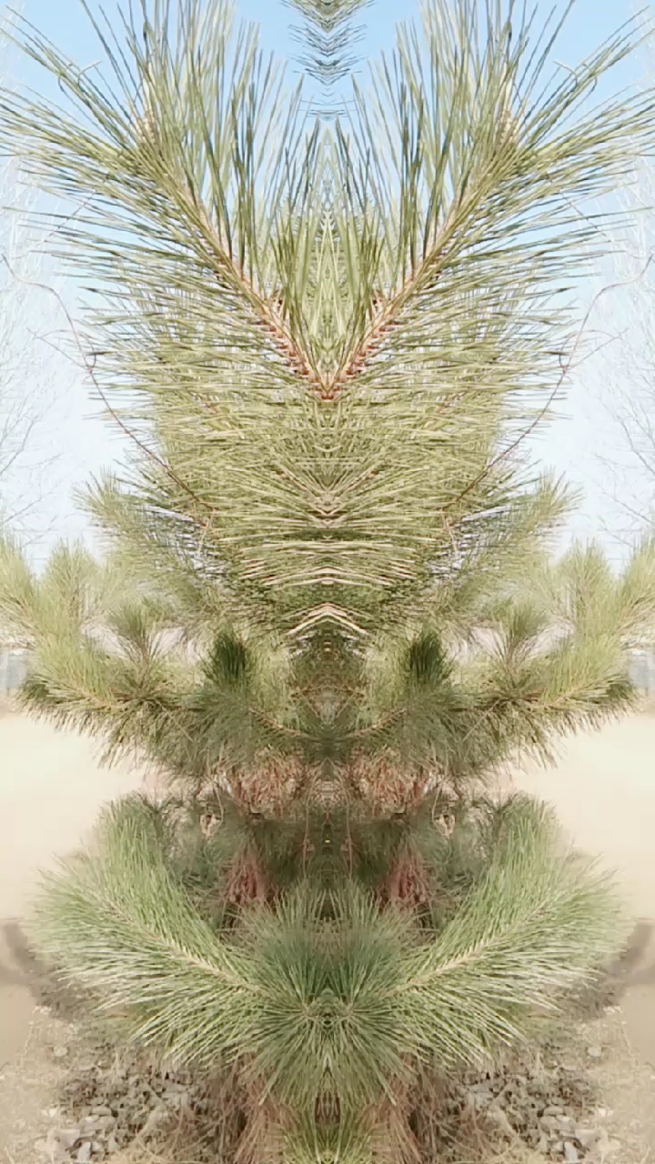 新年游记#刺松的美!