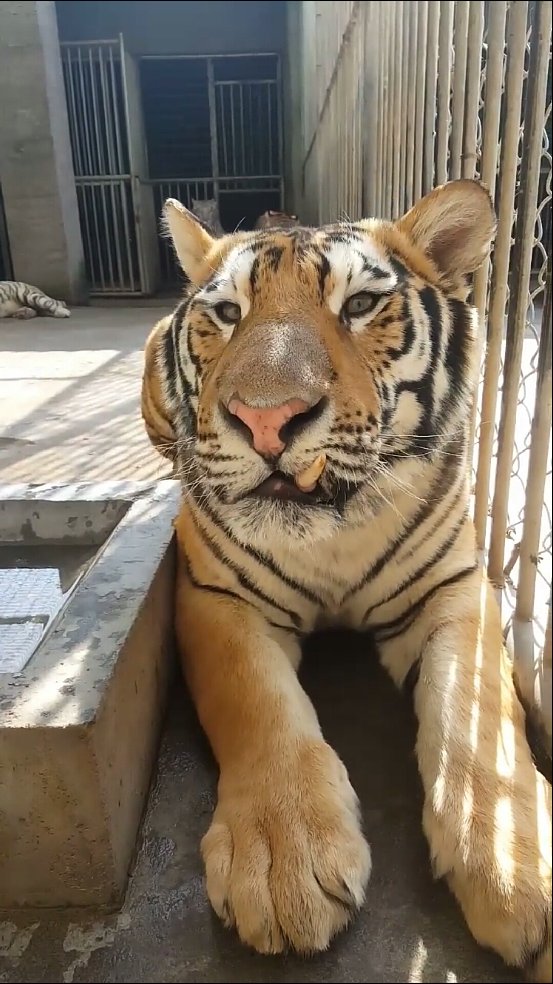 这小龅牙长偏了