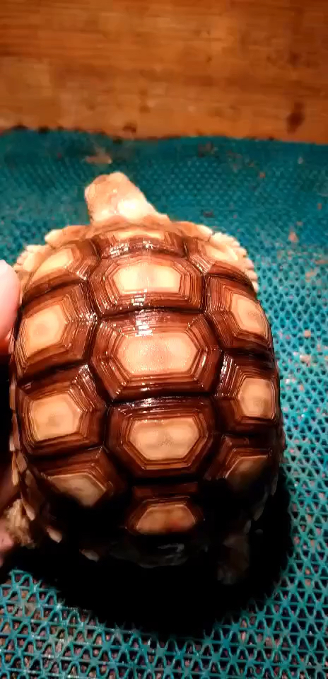 小苏卡达长大了,有没有意向的朋友带走