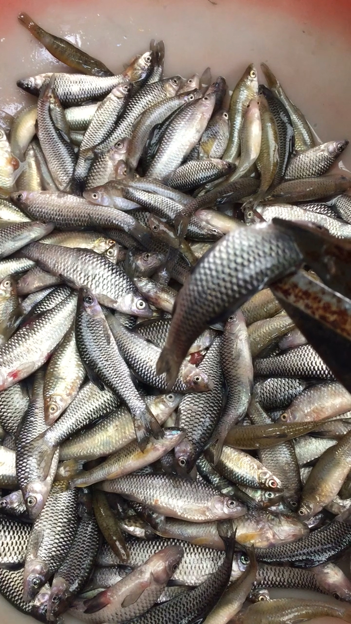 特新鲜的溪坑鱼今天有口福了