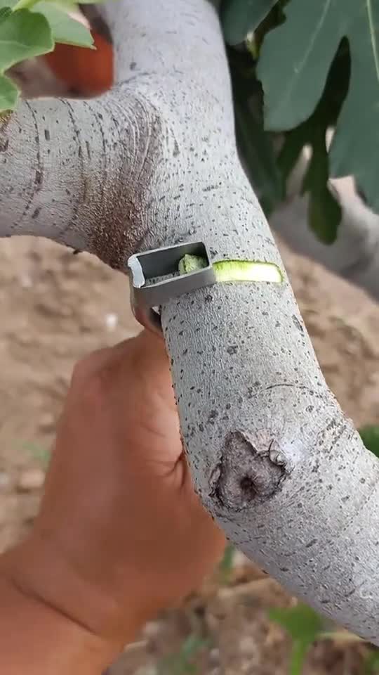 果树花树环割的必要性,提前开花结果