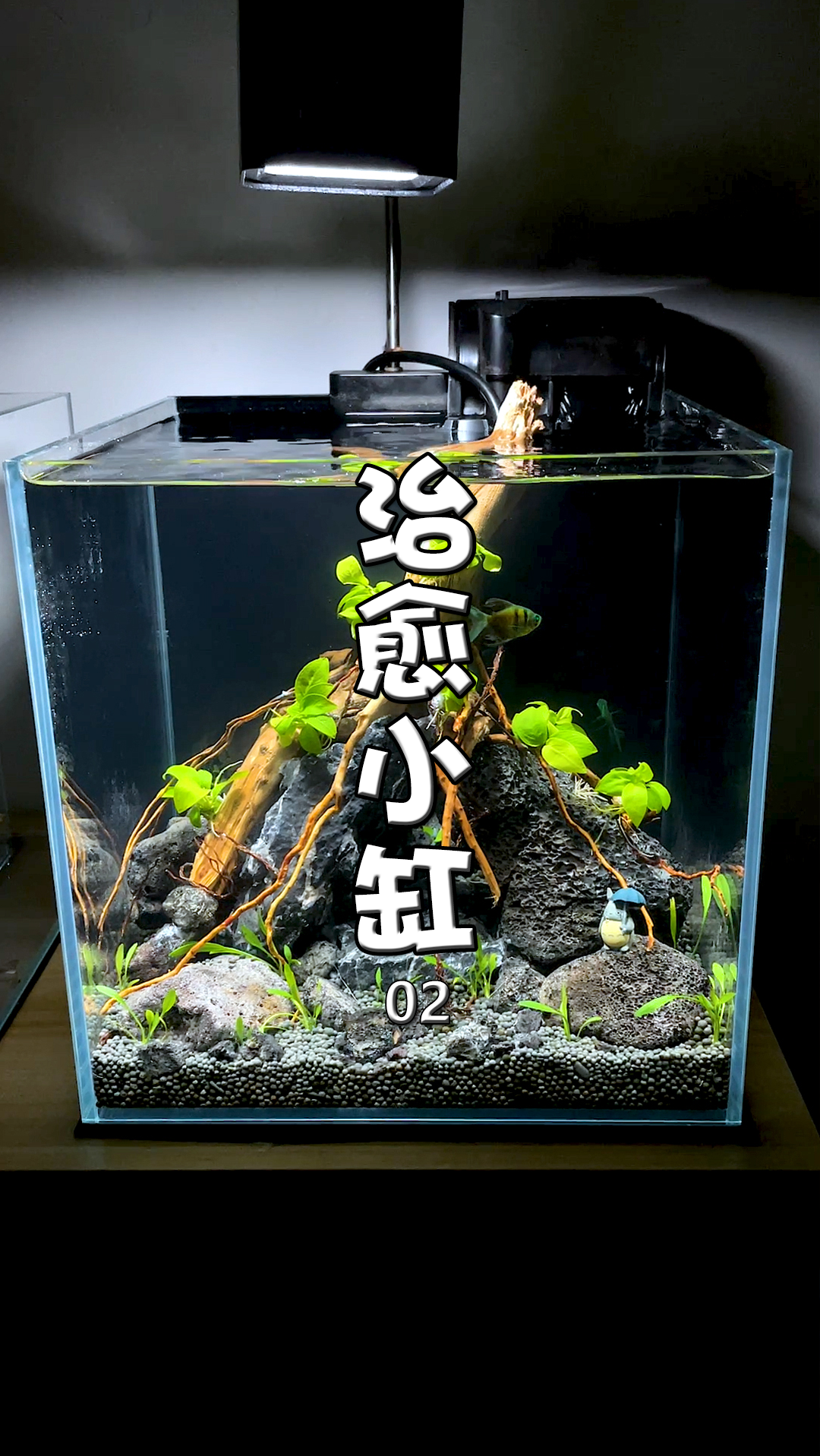 水草造景#手把手教你做一个超简单桌面级治愈小缸 完结篇