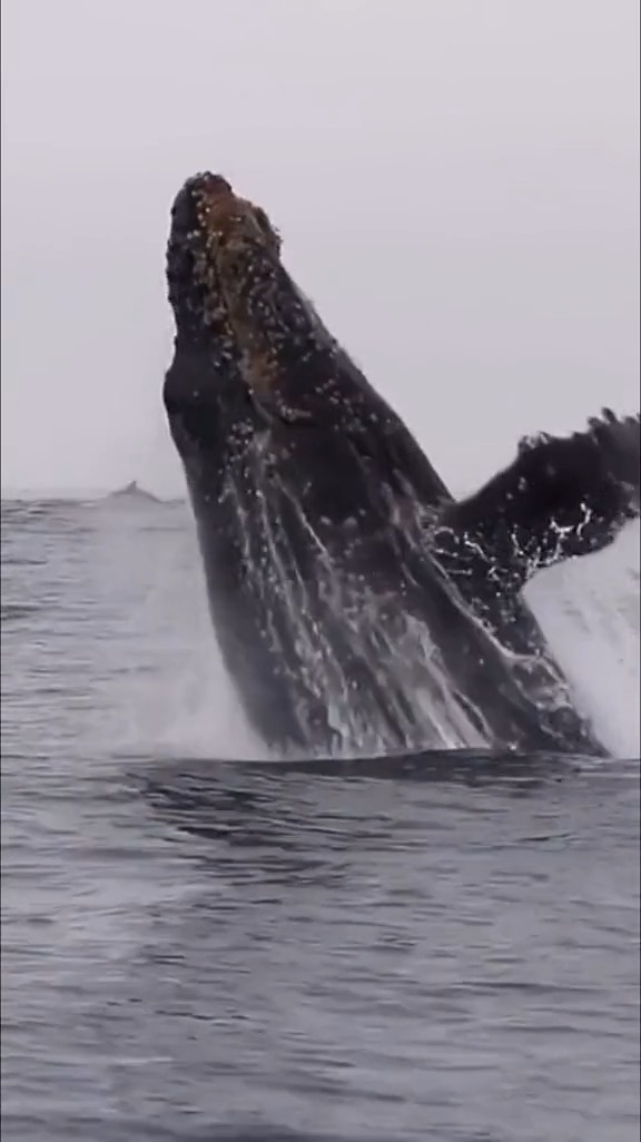 座头鲸跃出水面拍掉身上的藤壶