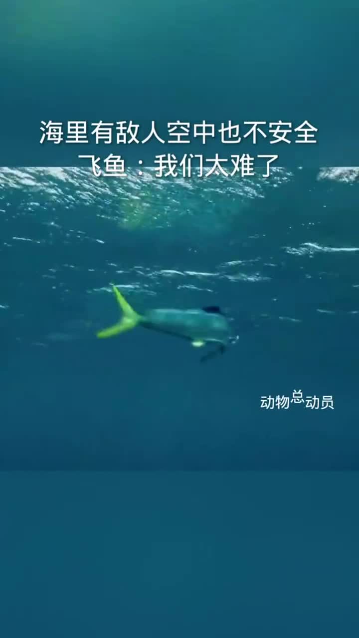 海里有鰍空中有海鳥飛魚活著太難了