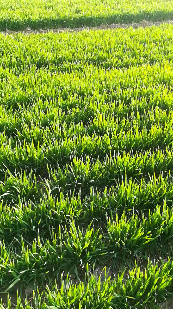 乡村生活#小麦返青,今年又是丰收年