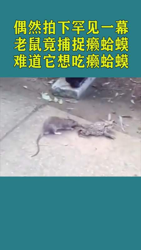 偶然拍下罕见一幕,老鼠竟捕捉癞蛤蟆,难道它想吃癞蛤蟆?