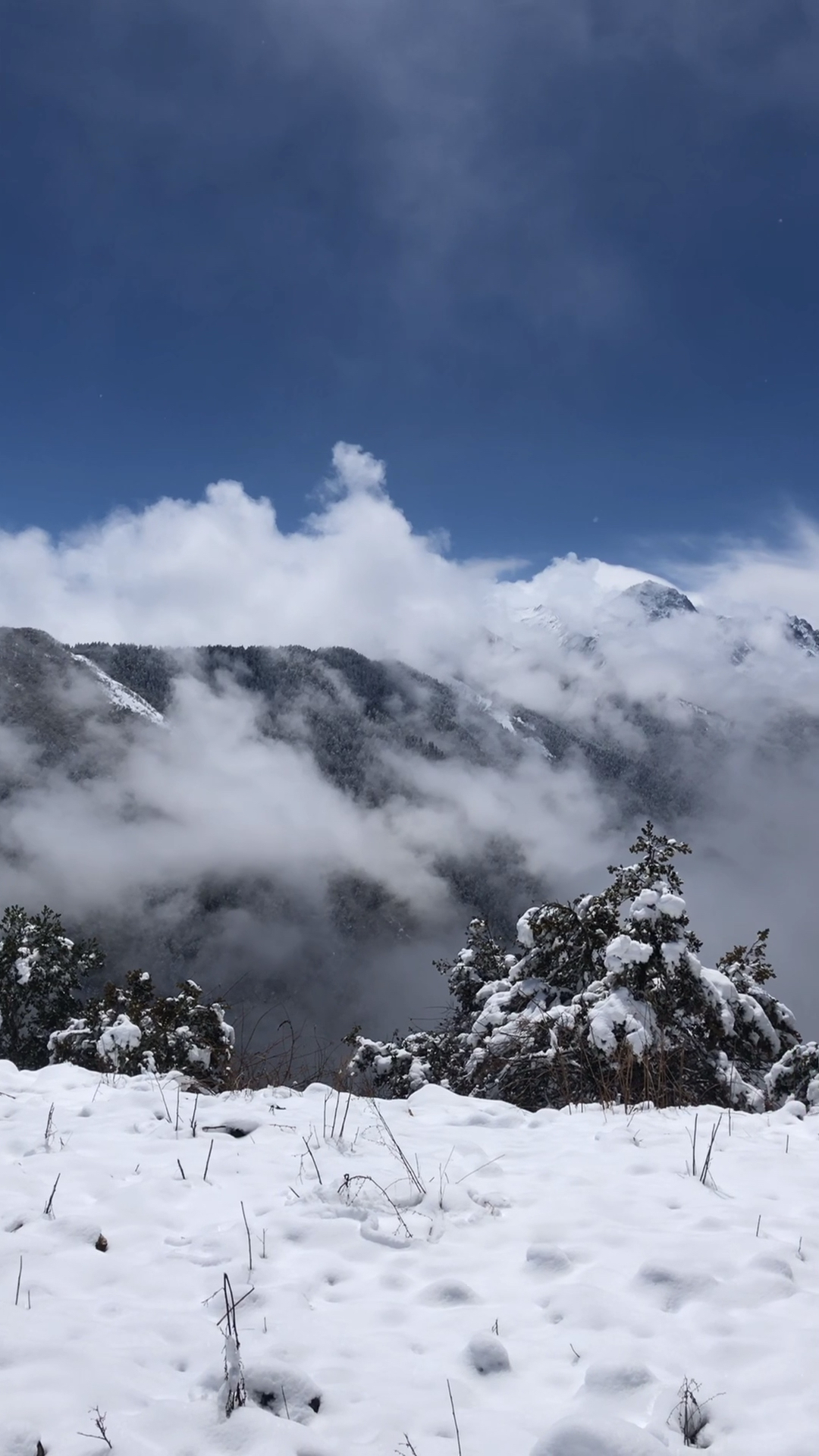 带上全民去旅行#巴朗山的雪景,昨晚山上下了一夜的雪才有今天的效果