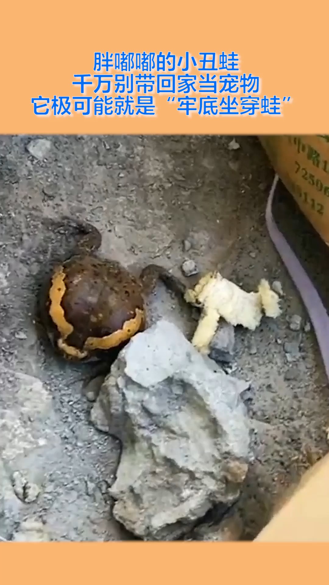 胖嘟嘟的小丑蛙,千万别带回家当宠物,它极可能就是"牢底坐穿蛙"!