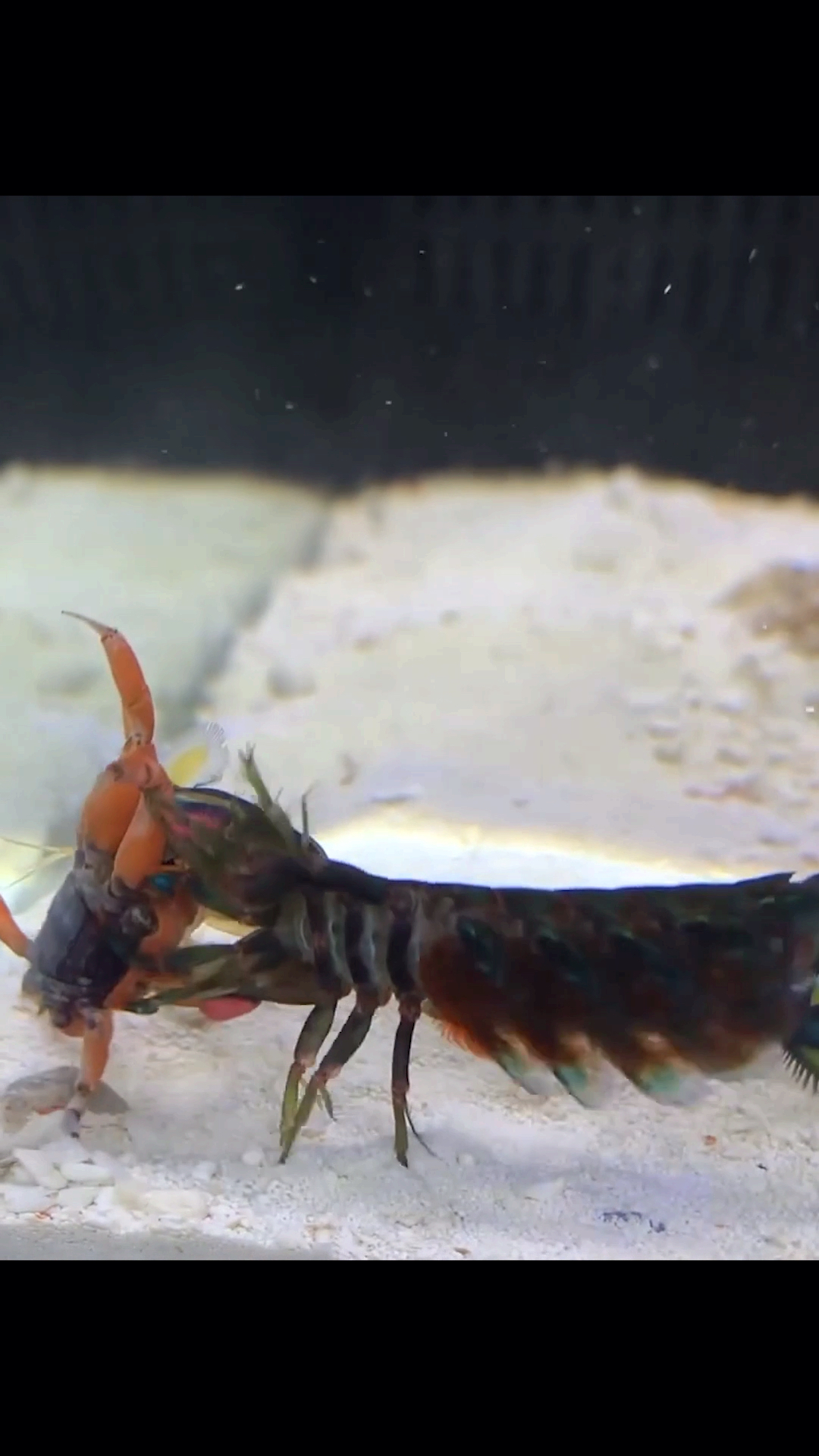 皮皮虾界的扛把子-螳螂虾,贝壳都能被轻易敲碎,更何况是一只小螃蟹