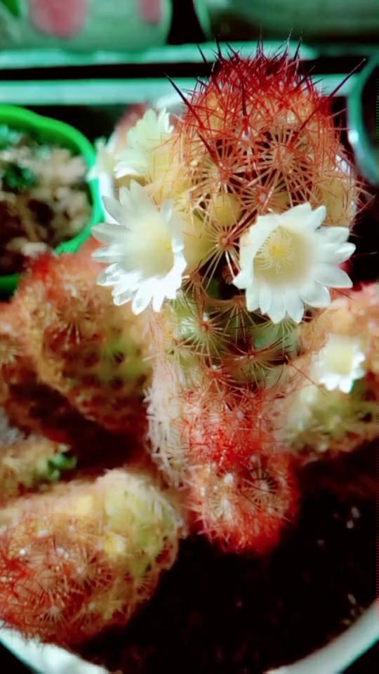 金手指开花美美哒!