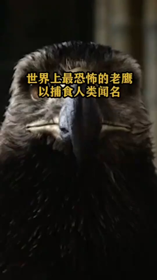 搞笑视频#世界上最恐怖的老鹰,以捕食人类闻名