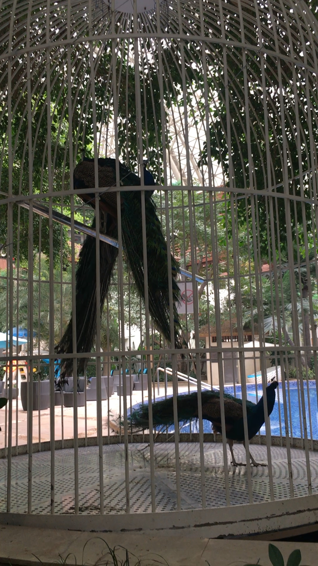 以为是鸟笼,走近看是个超大孔雀笼,不过孔雀还是失去了自由