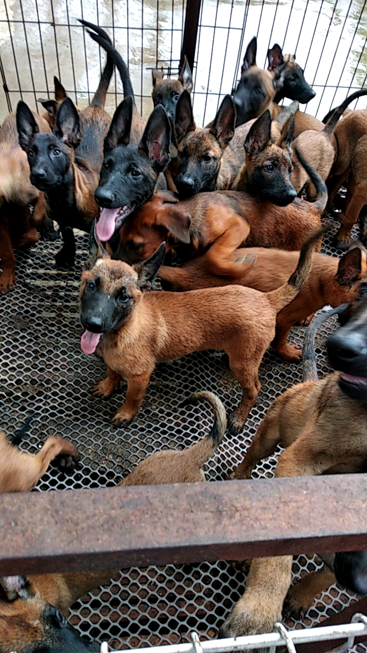 马犬和黑狼犬杂交后代图片