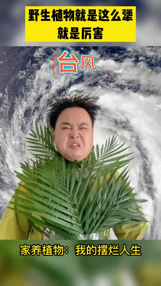 搞笑段子剧野生植物就是这么犟就是厉害家养植物我的摆烂人生