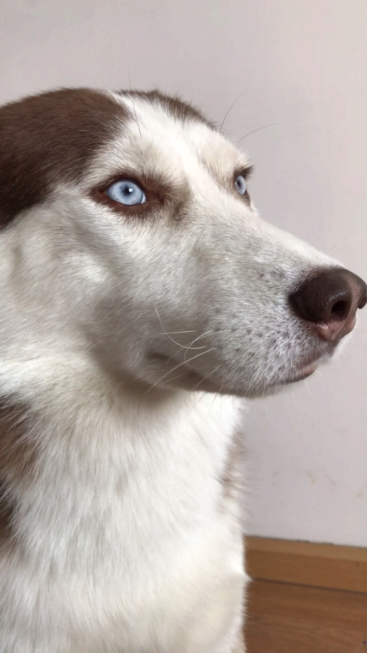 怎么办单身久了看狗子都眉清目秀