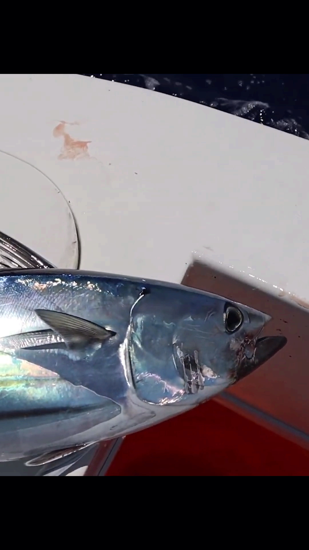 刚钓上来的小型金枪鱼就是漂亮,银光闪闪跟刀鱼似得