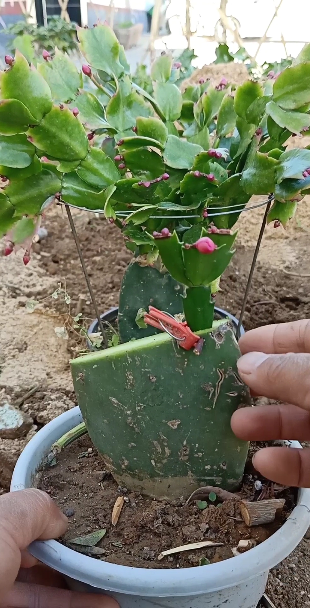 嫁接高手 仙人掌嫁接蟹爪兰技术