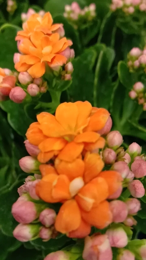 音为有你#橙色的长寿花分外妖娆!